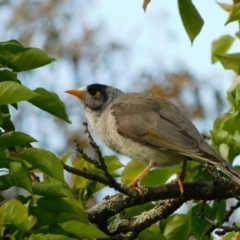 Manorina melanocephala at Symonston, ACT - 22 Oct 2021