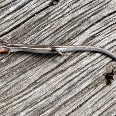 Acritoscincus duperreyi (Eastern Three-lined Skink) at Mount Clear, ACT - 3 Oct 2021 by AndrewCB