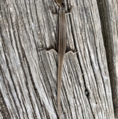 Acritoscincus duperreyi at Mount Clear, ACT - 3 Oct 2021 12:52 PM