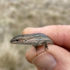 Pseudemoia pagenstecheri (Grassland Tussock-skink) at Namadgi National Park - 3 Oct 2021 by AndrewCB