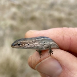 Pseudemoia pagenstecheri at Mount Clear, ACT - 3 Oct 2021 02:19 PM