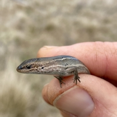 Pseudemoia pagenstecheri (Grassland Tussock-skink) at Mount Clear, ACT - 3 Oct 2021 by AndrewCB