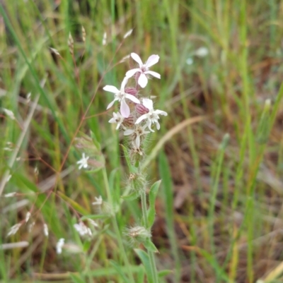 Silene gallica var. gallica (French Catchfly) at Hawker, ACT - 6 Nov 2021 by sangio7