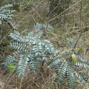 Acacia terminalis at Lower Boro, NSW - 23 Nov 2021 10:58 AM