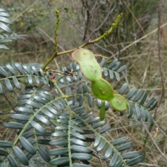 Acacia terminalis at Lower Boro, NSW - 23 Nov 2021 10:58 AM