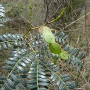 Acacia terminalis at Lower Boro, NSW - 23 Nov 2021 10:58 AM