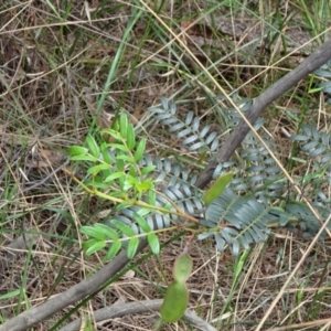 Acacia terminalis at Lower Boro, NSW - 23 Nov 2021 10:58 AM