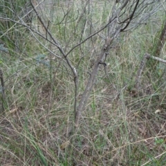 Acacia terminalis at Lower Boro, NSW - 23 Nov 2021 10:58 AM