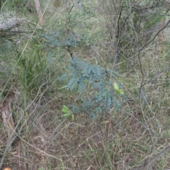 Acacia terminalis at Lower Boro, NSW - 23 Nov 2021 10:58 AM