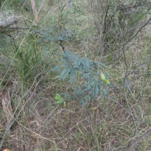 Acacia terminalis at Lower Boro, NSW - 23 Nov 2021