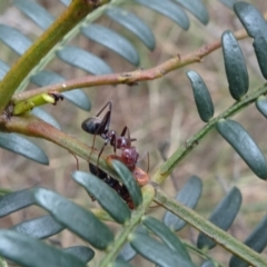 Iridomyrmex purpureus (Meat Ant) at Lower Boro, NSW - 23 Nov 2021 by JanetRussell