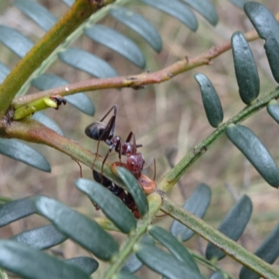 Iridomyrmex purpureus (Meat Ant) at Lower Boro, NSW - 23 Nov 2021 by JanetRussell