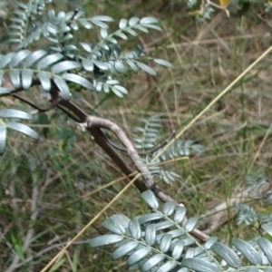 Geometridae (family) IMMATURE at Lower Boro, NSW - 23 Nov 2021