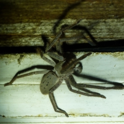 Isopeda canberrana (Canberra Huntsman Spider) at Boro - 22 Nov 2021 by Paul4K