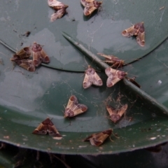 Pyralis farinalis (Meal Moth) at Boro - 22 Nov 2021 by Paul4K
