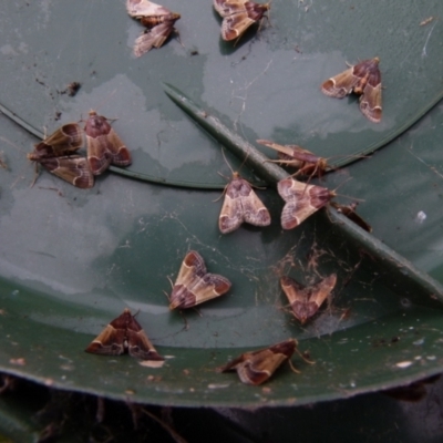 Pyralis farinalis (Meal Moth) at Boro, NSW - 22 Nov 2021 by Paul4K