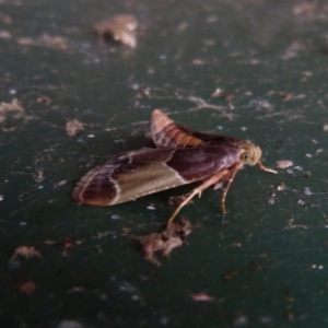 Pyralis farinalis at Boro, NSW - suppressed