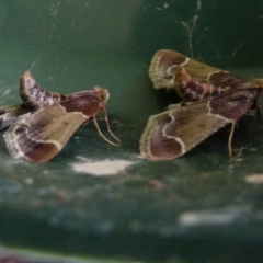 Pyralis farinalis at Boro, NSW - suppressed