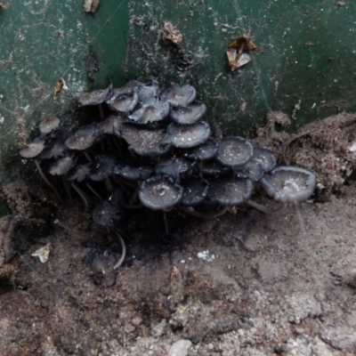 Coprinellus etc. (An Inkcap) at Boro - 22 Nov 2021 by Paul4K