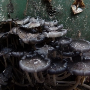 Coprinellus etc. at Boro, NSW - 23 Nov 2021