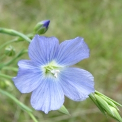 Linum marginale (Native Flax) at Lower Boro, NSW - 23 Nov 2021 by JanetRussell