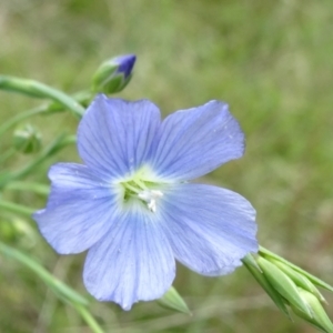 Linum marginale at Lower Boro, NSW - 23 Nov 2021