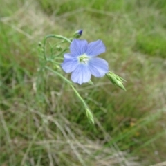 Linum marginale at Lower Boro, NSW - 23 Nov 2021