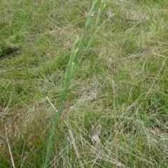 Linum marginale at Lower Boro, NSW - 23 Nov 2021