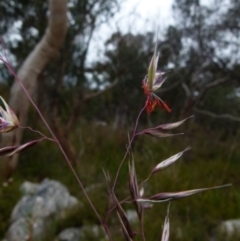 Rytidosperma pallidum (Red-anther Wallaby Grass) at Boro - 22 Nov 2021 by Paul4K