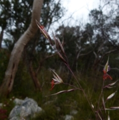 Rytidosperma pallidum at Boro, NSW - 23 Nov 2021