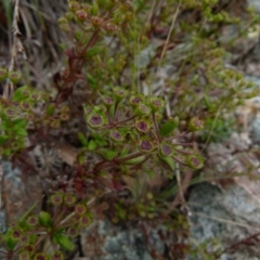 Pomax umbellata (A Pomax) at Boro, NSW - 22 Nov 2021 by Paul4K