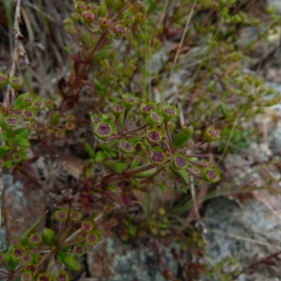 Pomax umbellata (A Pomax) at Boro - 22 Nov 2021 by Paul4K