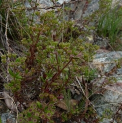 Pomax umbellata at Boro, NSW - suppressed