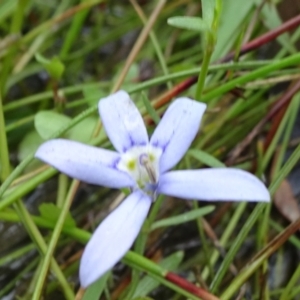 Isotoma fluviatilis subsp. australis at Lower Boro, NSW - 23 Nov 2021