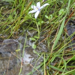 Isotoma fluviatilis subsp. australis at Lower Boro, NSW - 23 Nov 2021