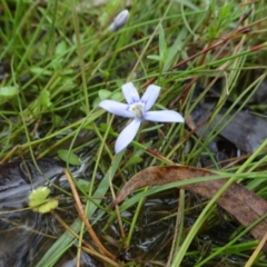 Isotoma fluviatilis subsp. australis at Lower Boro, NSW - 23 Nov 2021 01:30 PM