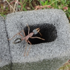 Myrmecia nigriceps at Lower Boro, NSW - 23 Nov 2021