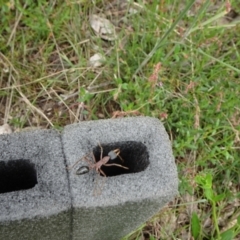 Myrmecia nigriceps at Lower Boro, NSW - 23 Nov 2021