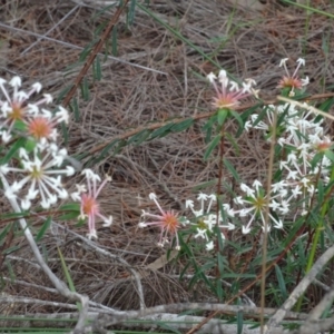 Pimelea linifolia at Lower Boro, NSW - 23 Nov 2021 12:00 PM