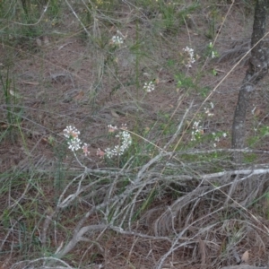 Pimelea linifolia at Lower Boro, NSW - 23 Nov 2021 12:00 PM