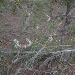 Pimelea linifolia at Lower Boro, NSW - 23 Nov 2021 12:00 PM