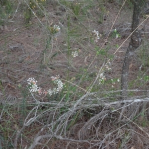 Pimelea linifolia at Lower Boro, NSW - 23 Nov 2021
