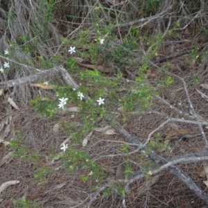 Philotheca salsolifolia subsp. salsolifolia at Lower Boro, NSW - suppressed