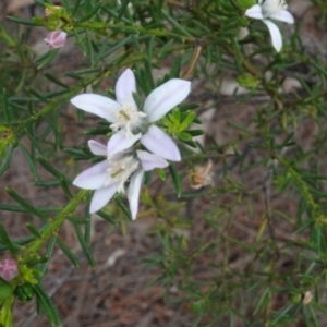 Philotheca salsolifolia subsp. salsolifolia at Lower Boro, NSW - suppressed