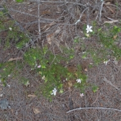 Philotheca salsolifolia subsp. salsolifolia at Lower Boro, NSW - suppressed