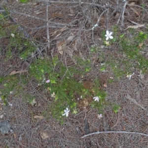 Philotheca salsolifolia subsp. salsolifolia at Lower Boro, NSW - suppressed