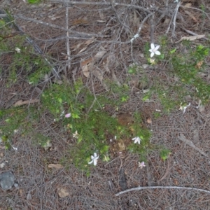 Philotheca salsolifolia subsp. salsolifolia at Lower Boro, NSW - 23 Nov 2021