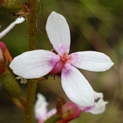 Stylidium graminifolium (Grass Triggerplant) at Aranda Bushland - 22 Nov 2021 by drakes