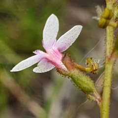Stylidium graminifolium at Cook, ACT - 23 Nov 2021