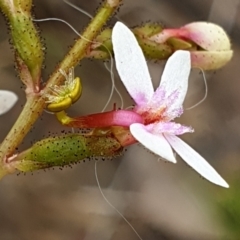 Stylidium graminifolium at Cook, ACT - 23 Nov 2021
